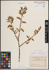 Foto von Salix fragilis L.